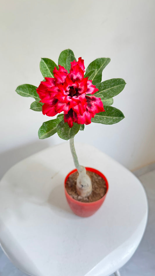 Live Grafted Adenium 901 | Multipetal Vibrant Red Bloom | Exact Plant Dispatch