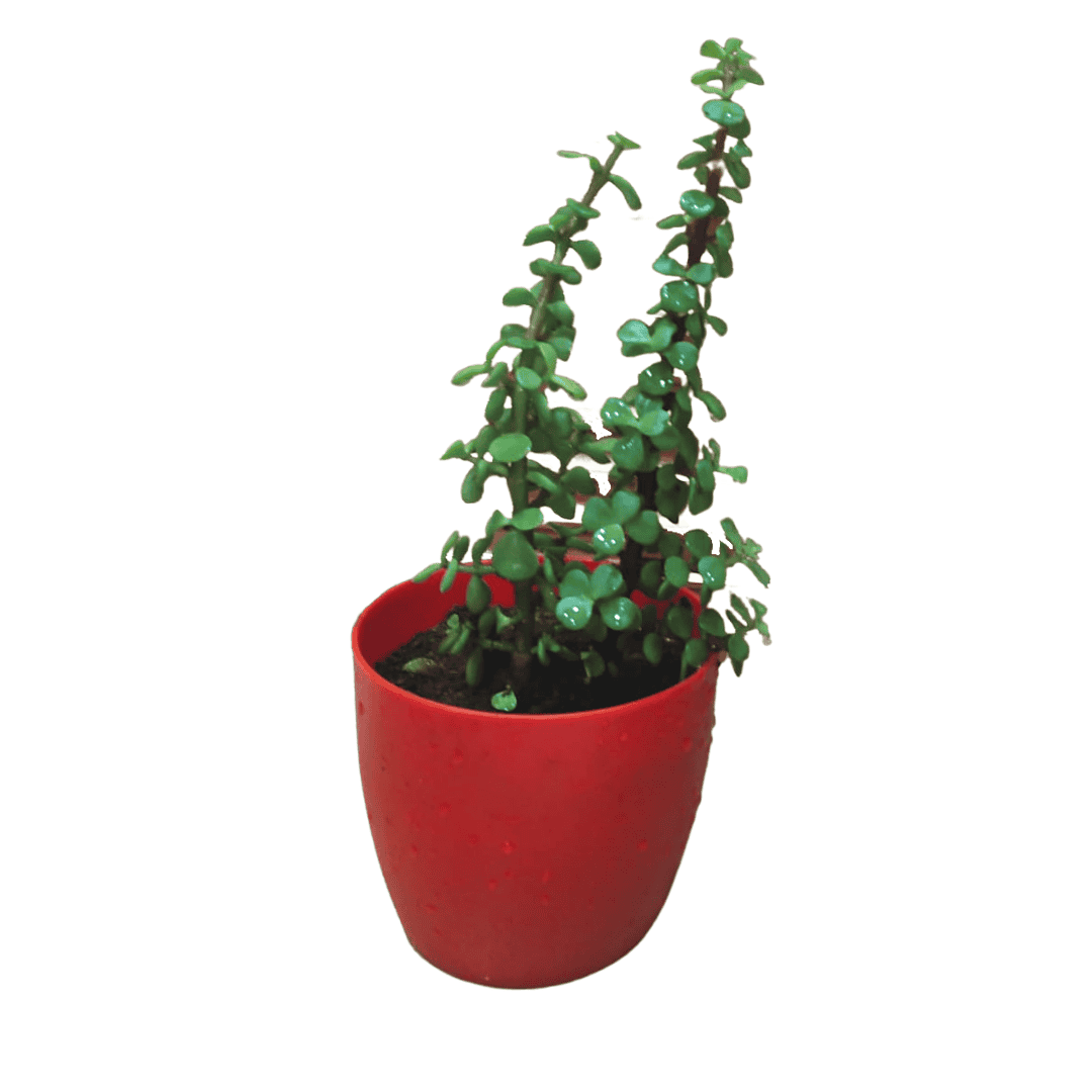 Jade Plant