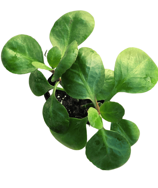 Kalanchoe Densiflora Rolfe Plant