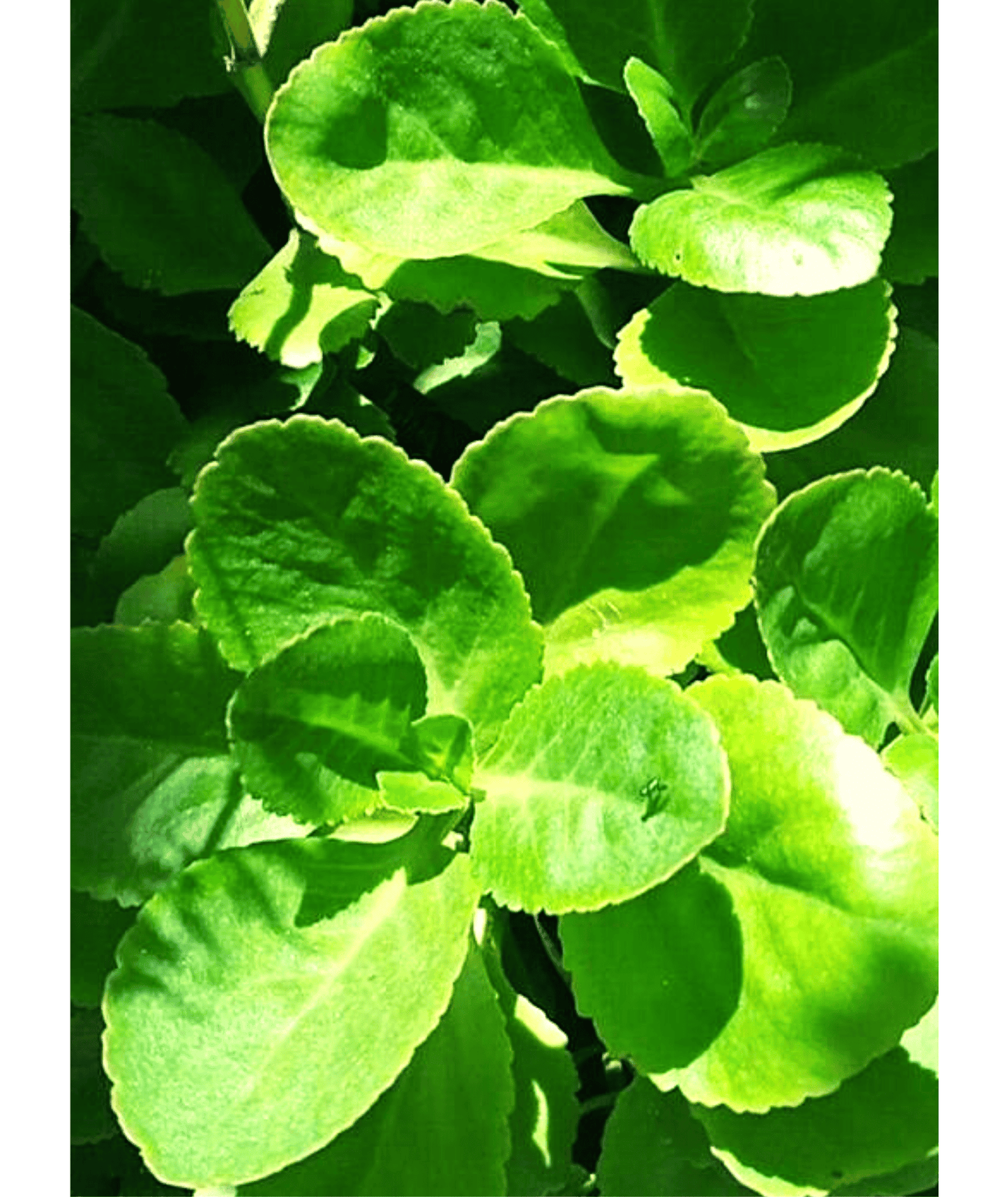 Kalanchoe Densiflora Rolfe Plant