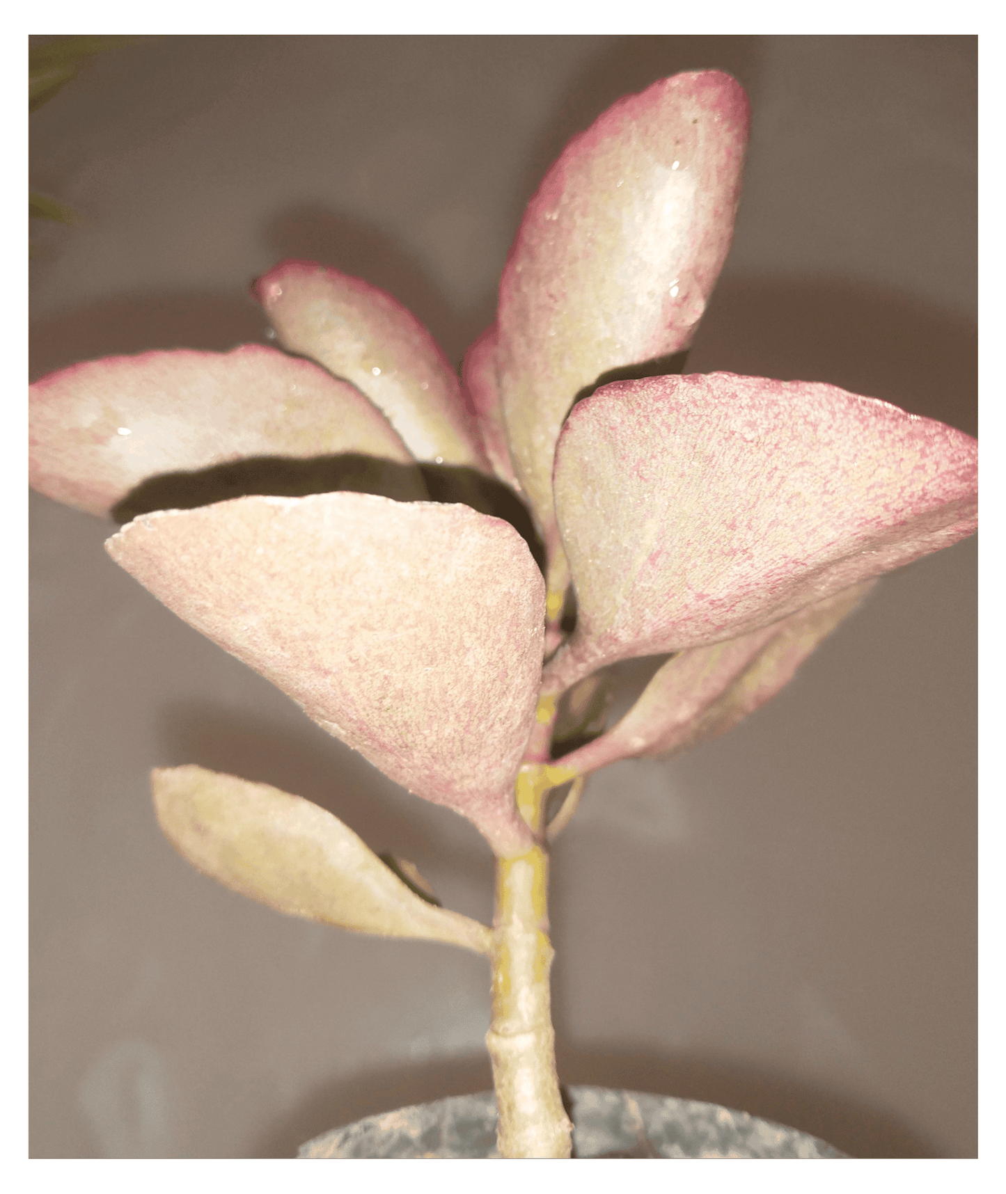 Kalanchoe Sexangularis