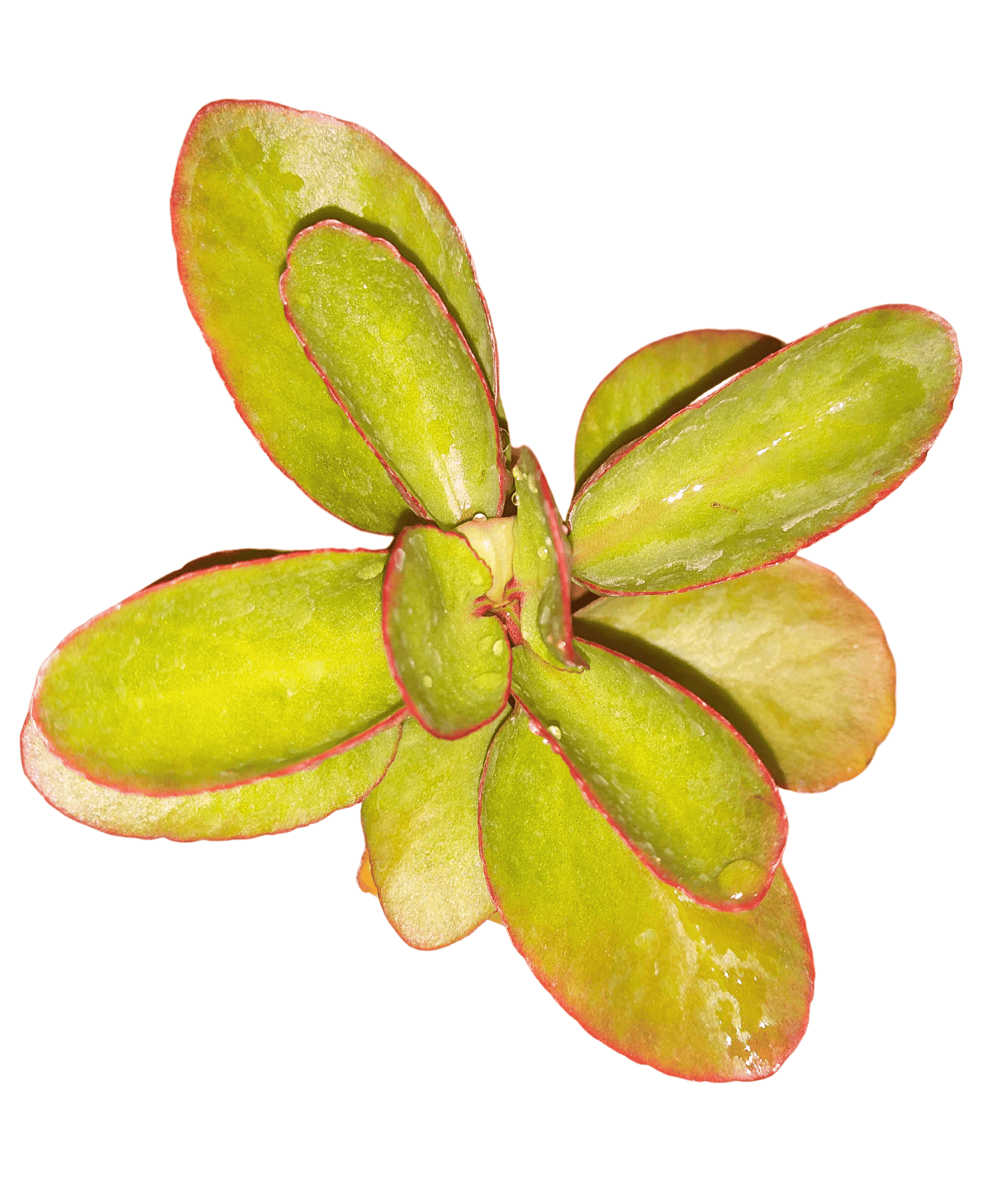 Kalanchoe Sexangularis