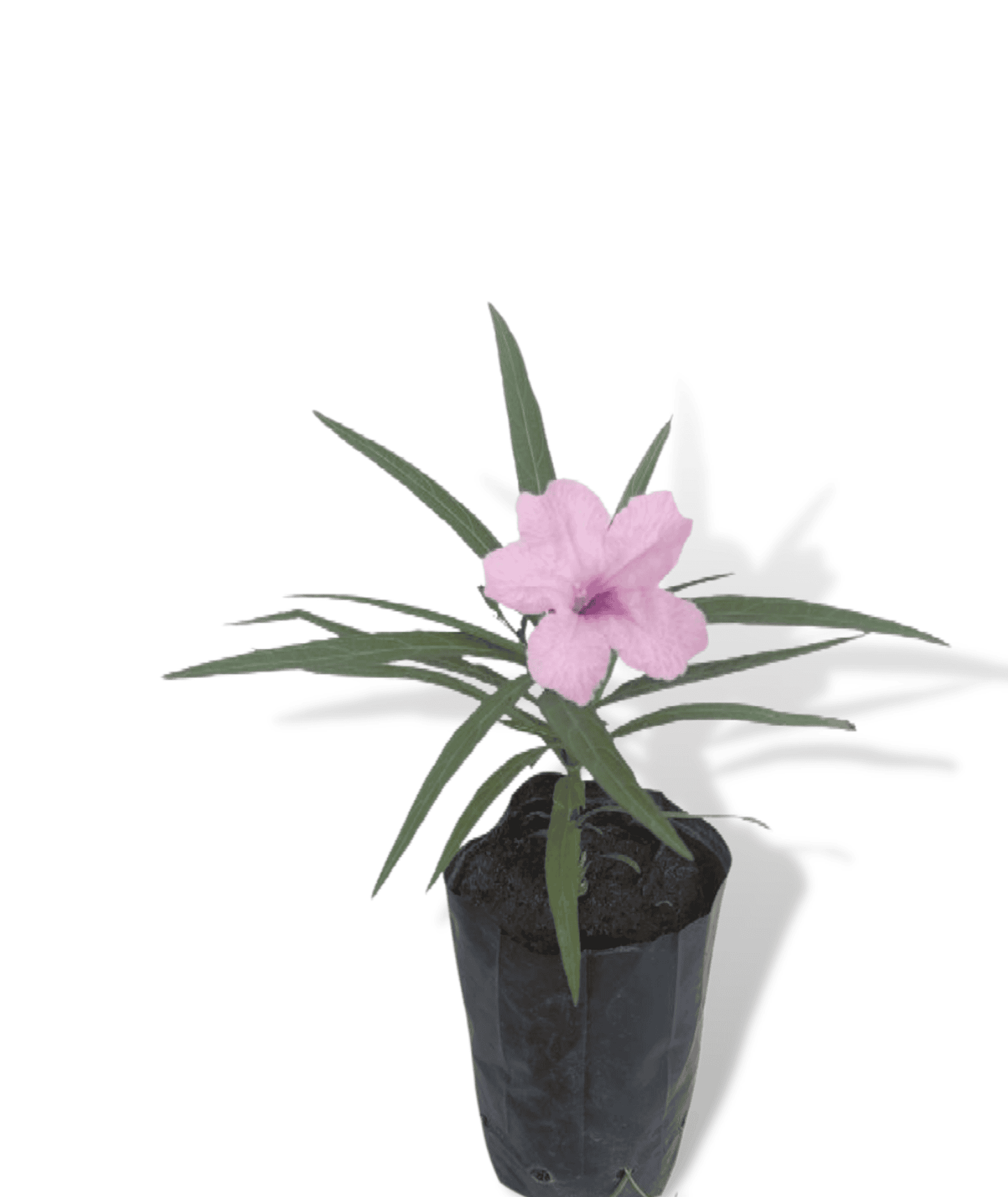 Ruellia Simplex Plant - 3 Plants ( Pink, White and Blue)