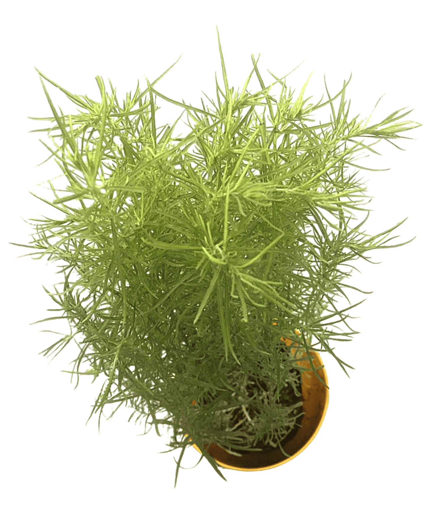Burning Bush/ Mexican Fireweed/ Summer Cypress/ Kochia Scoparia Plant