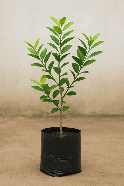 Lush Lemon Tree (Fresh Citrus at Your Fingertips)