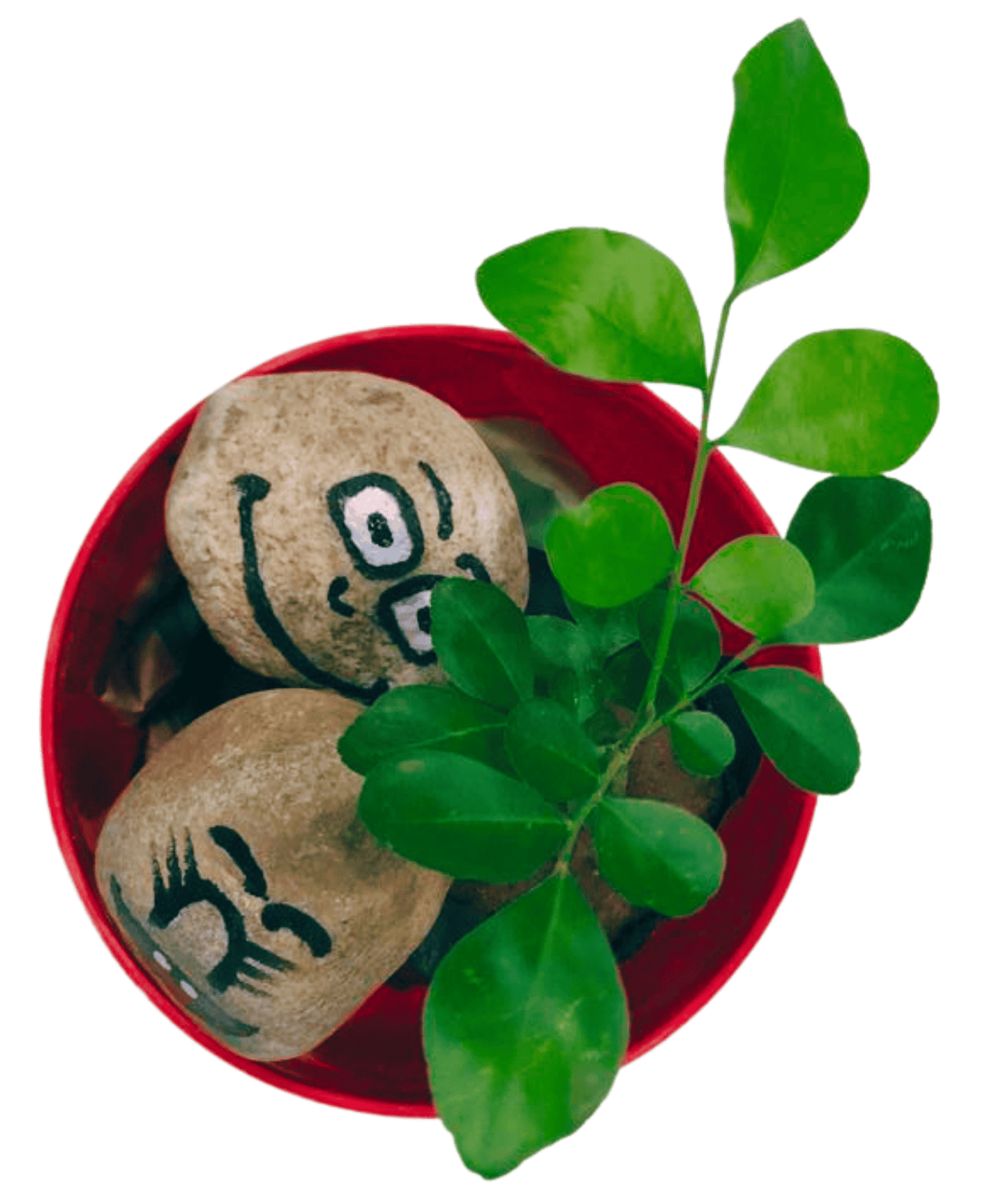 Murraya Paniculata - Madhu Kamini  plant