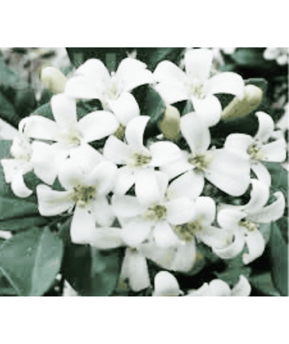 Murraya Paniculata - Madhu Kamini  plant