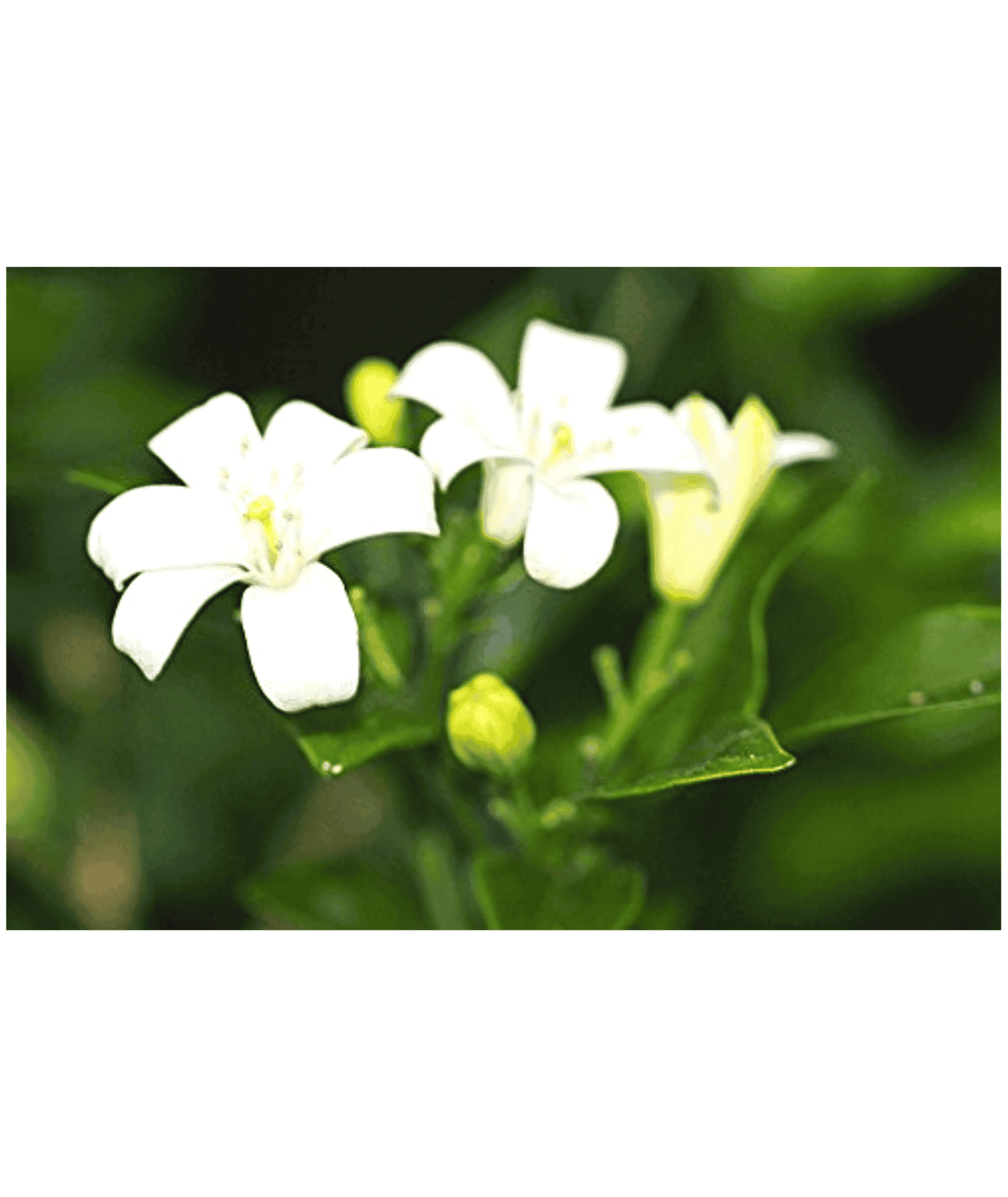 Murraya Paniculata - Madhu Kamini  plant