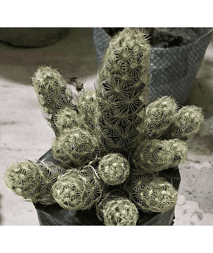 Mammillaria Elongata Cactus