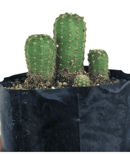 Mammillaria Elongata Cactus