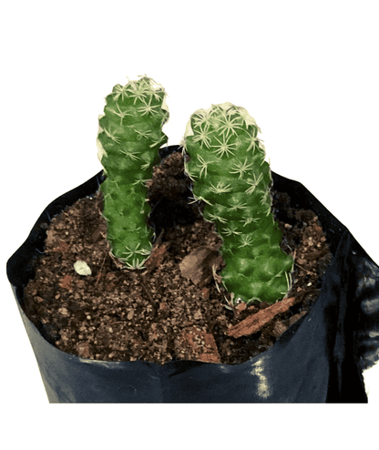 Mammillaria Vetula Mart Cactus