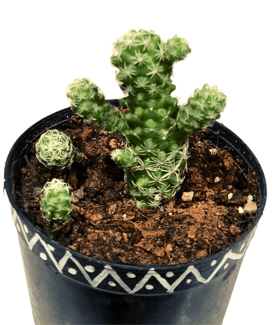 Mammillaria Vetula Mart Cactus