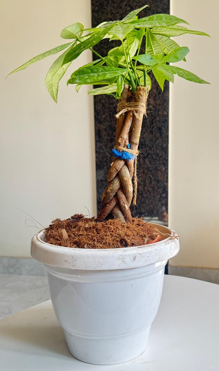 Money Pachira/  Money Tree Plant