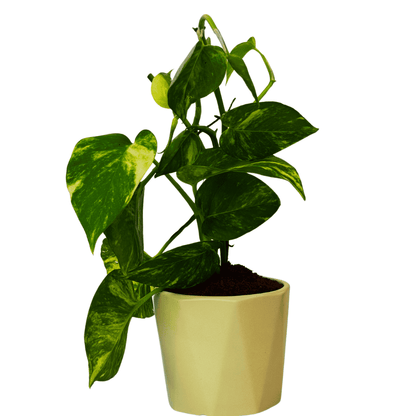 marvel money plant Money Plant (Marble) – Leafy Island