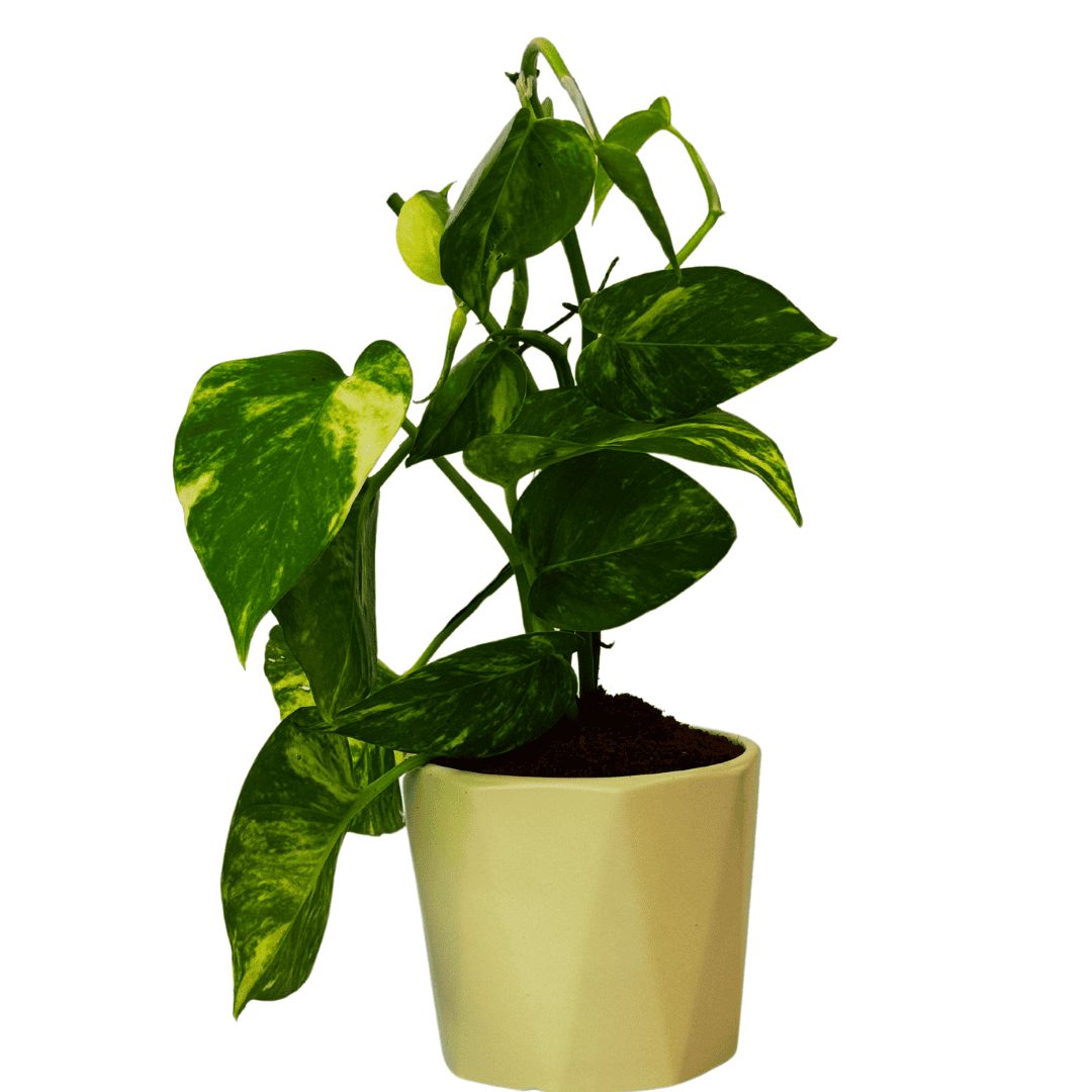 Money Plant (Marble)