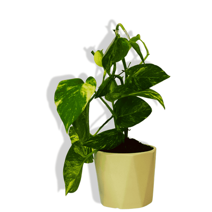 Money Plant (Marble)