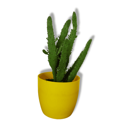 Opuntia Tuna Cactus