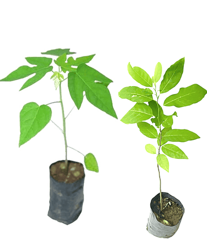Fruit Plants - 3 Nos ( Guava, Papaya and Custard Apple)