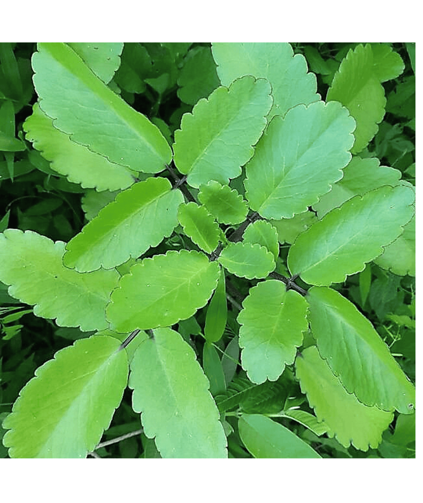 Kalanchoe Pinnata (Kidney Stone Plant)