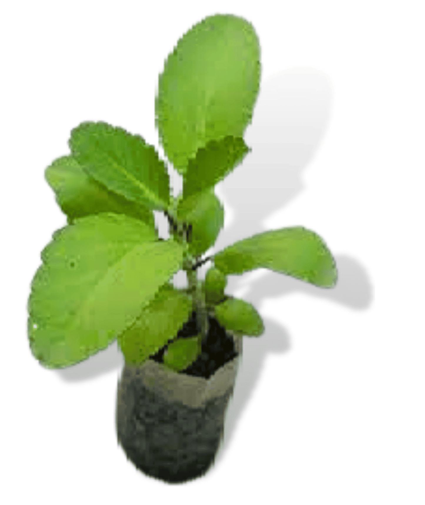 Kalanchoe Pinnata (Kidney Stone Plant)