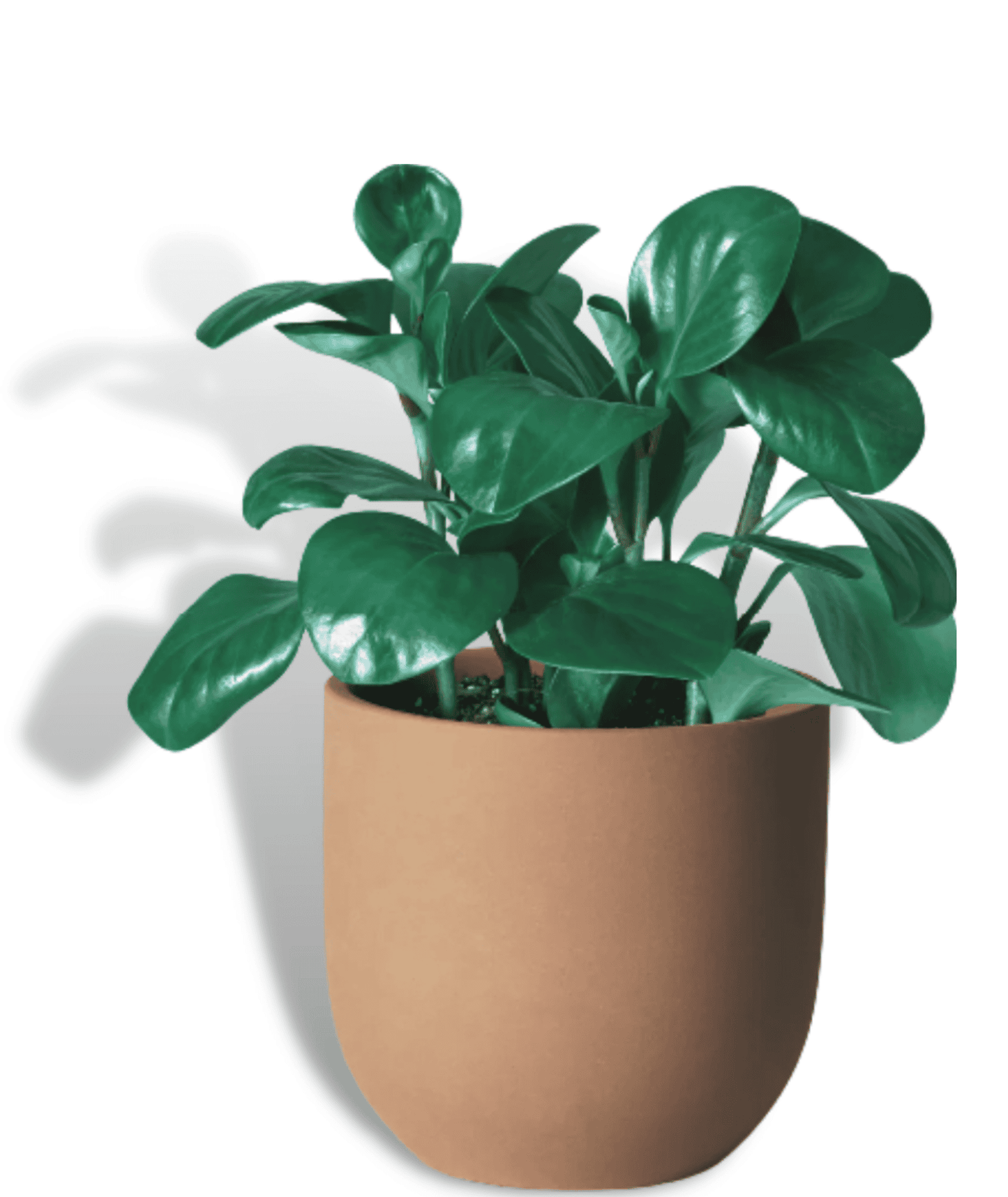 Peperomia Obtusifolia (Baby Rubber Plant)