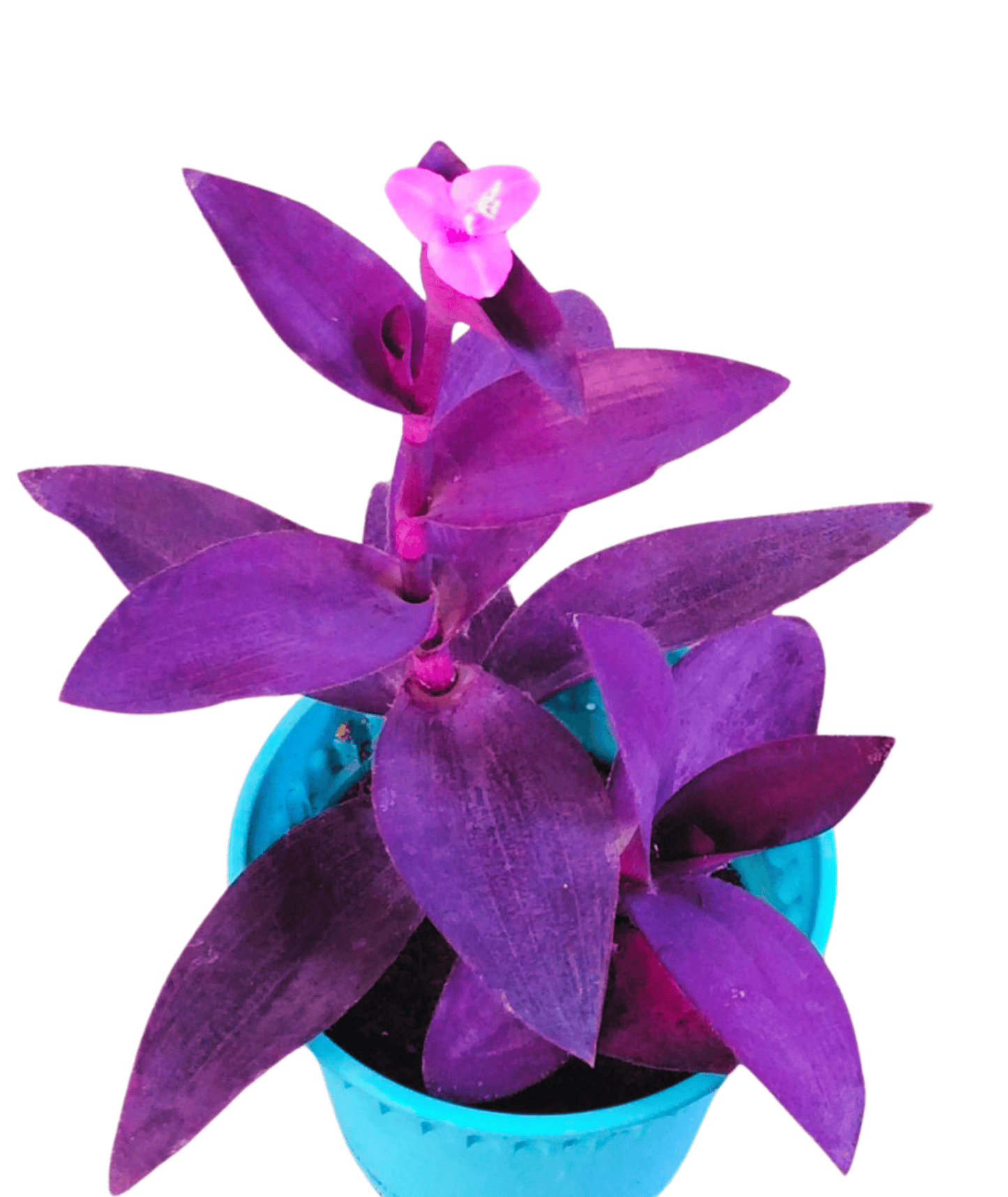 Purple Heart Plant (Tradescantia Pallida) - Perennial Vine