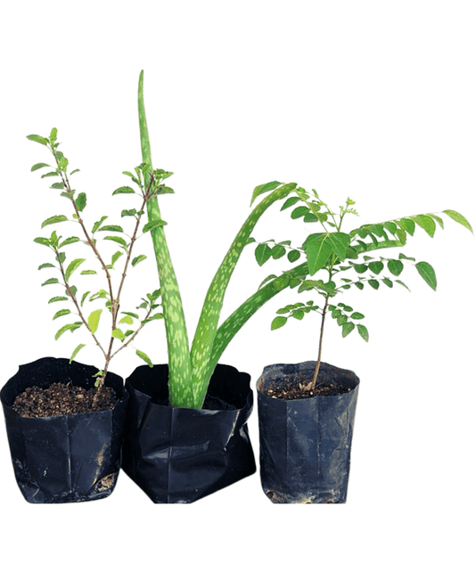 Medicinal Plants - 3 Nos ( Rama Tulsi, Curry Leaves and Aloe Vera)