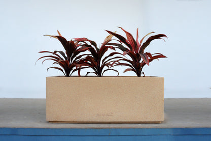 Red Sister Cordyline in 30 inch Roto Pot