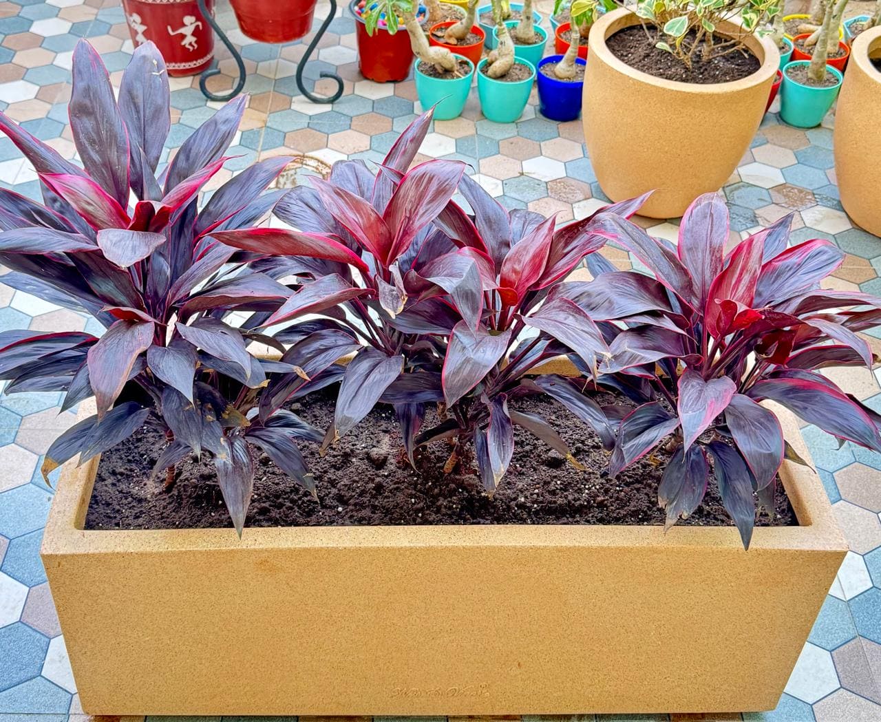 Red Sister Cordyline in 30 inch Roto Pot