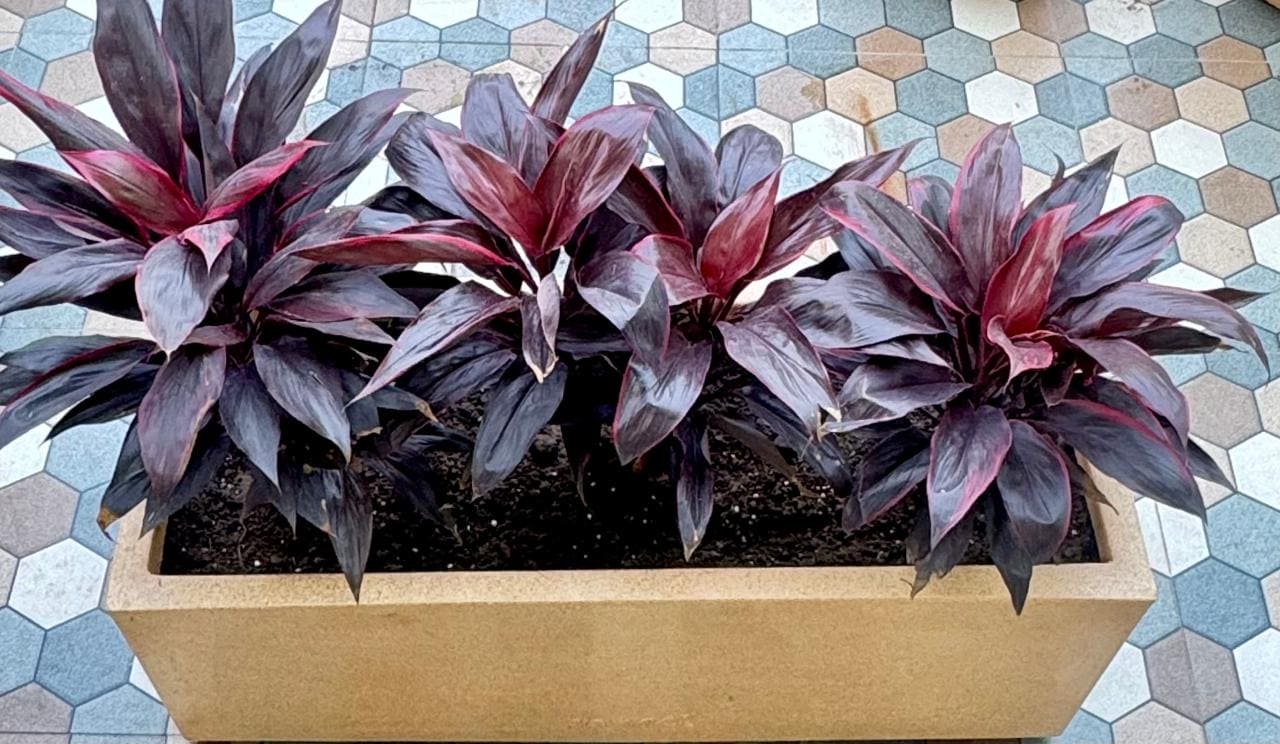 Red Sister Cordyline in 30 inch Roto Pot