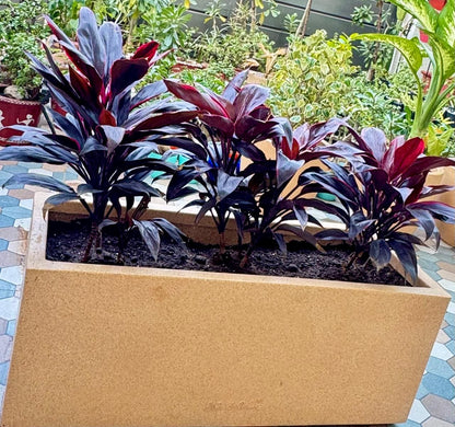 Red Sister Cordyline in 30 inch Roto Pot