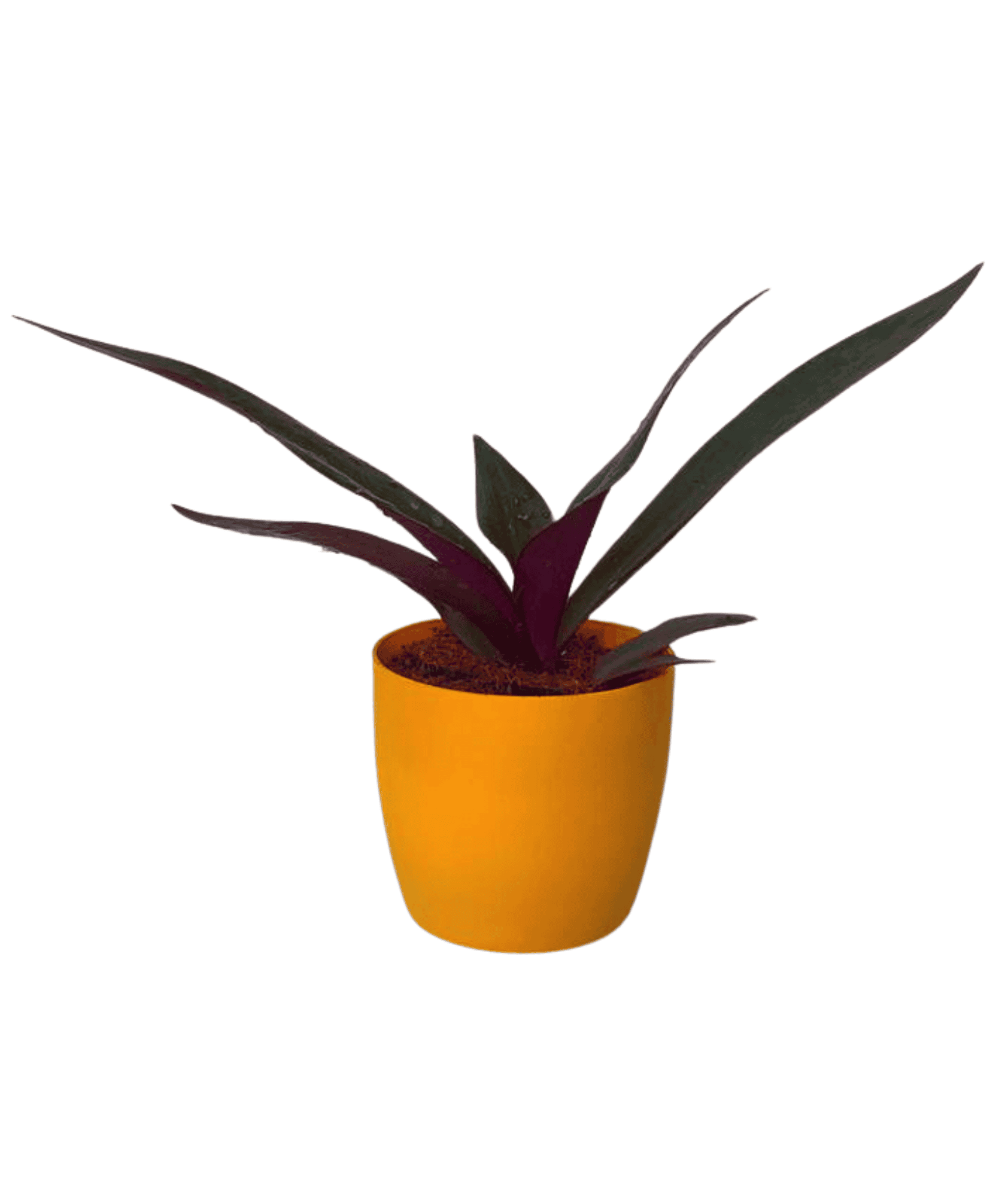 is rhoeo indoor plant Tradescantia Spathacea/ Rhoeo Plant/ Rhoeo discolor Compacta – Leafy Island