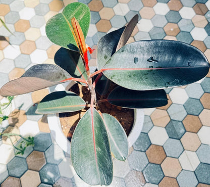 Rubber Plant in Stylish Roto Pot I Bold, Air-Purifying & Evergreen Elegance I