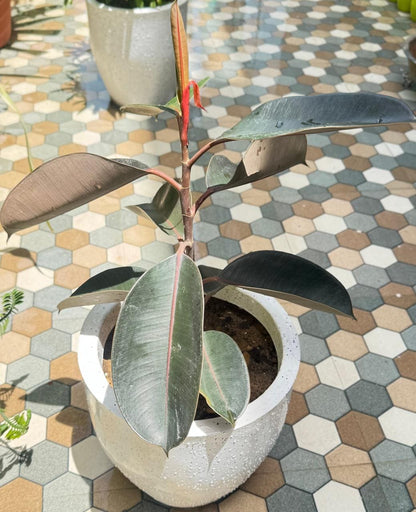 Rubber Plant in Stylish Roto Pot I Bold, Air-Purifying & Evergreen Elegance I