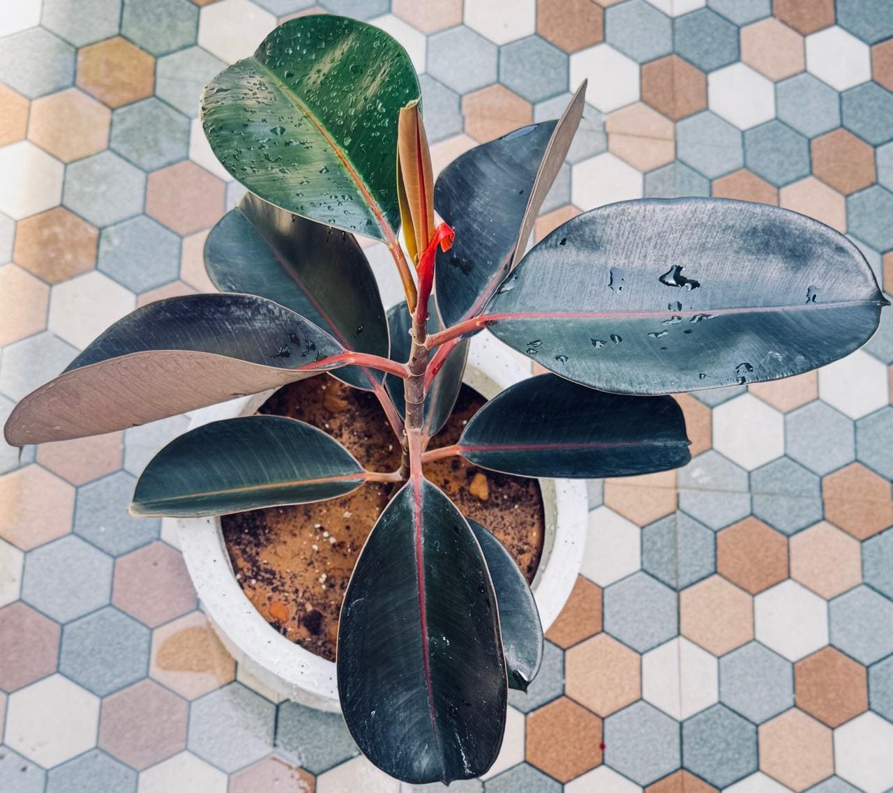 Rubber Plant in Stylish Roto Pot I Bold, Air-Purifying & Evergreen Elegance I