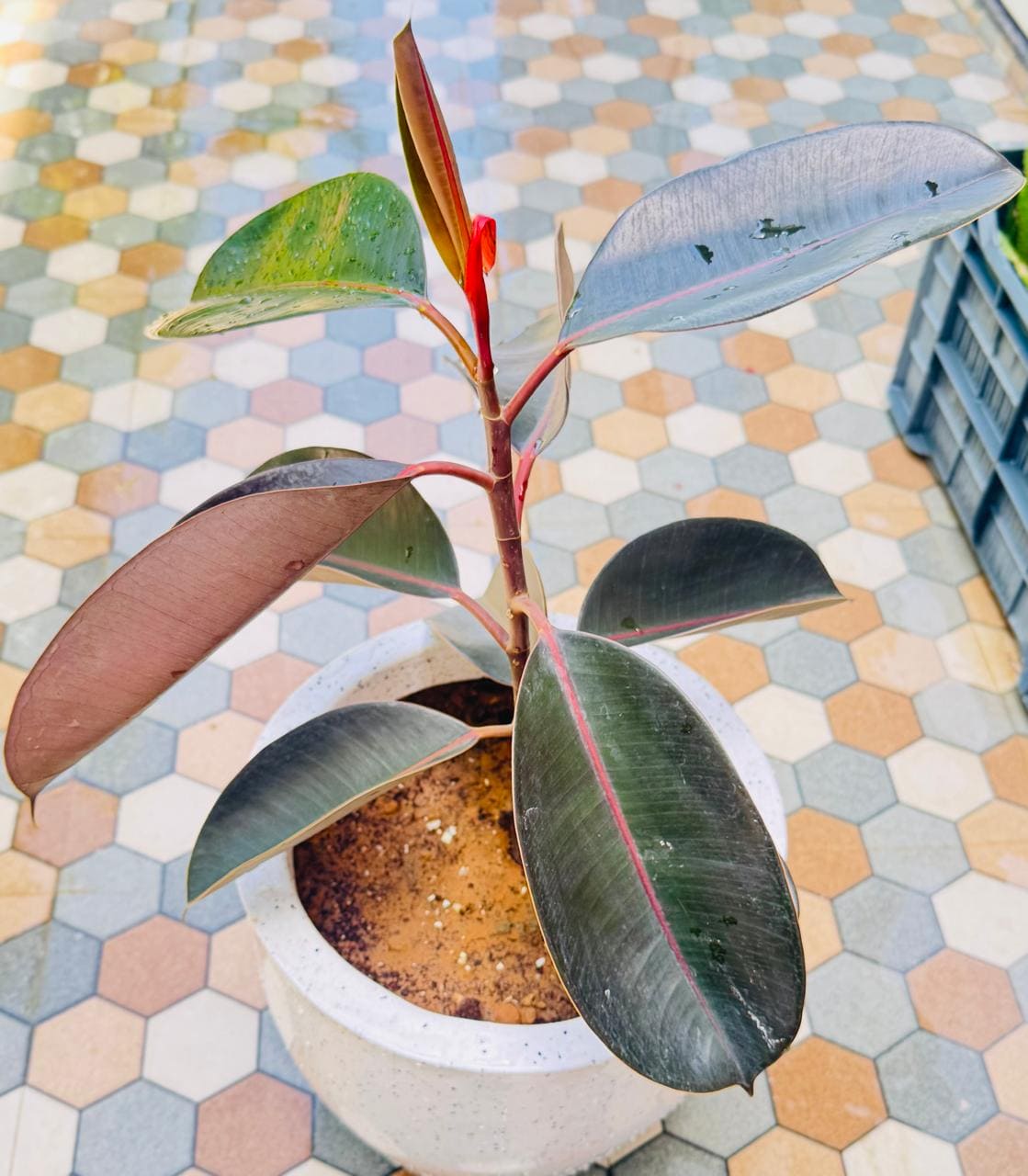 Rubber Plant in Stylish Roto Pot I Bold, Air-Purifying & Evergreen Elegance I