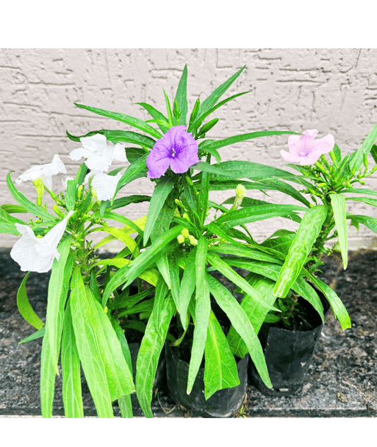 Ruellia Simplex Plant - 3 Plants ( Pink, White and Blue)