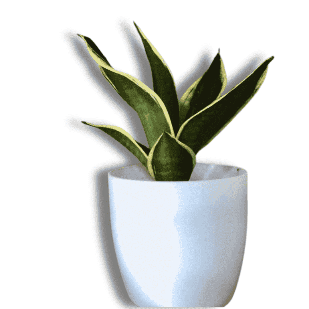 Sansevieria Golden Hahnii Snake Plant