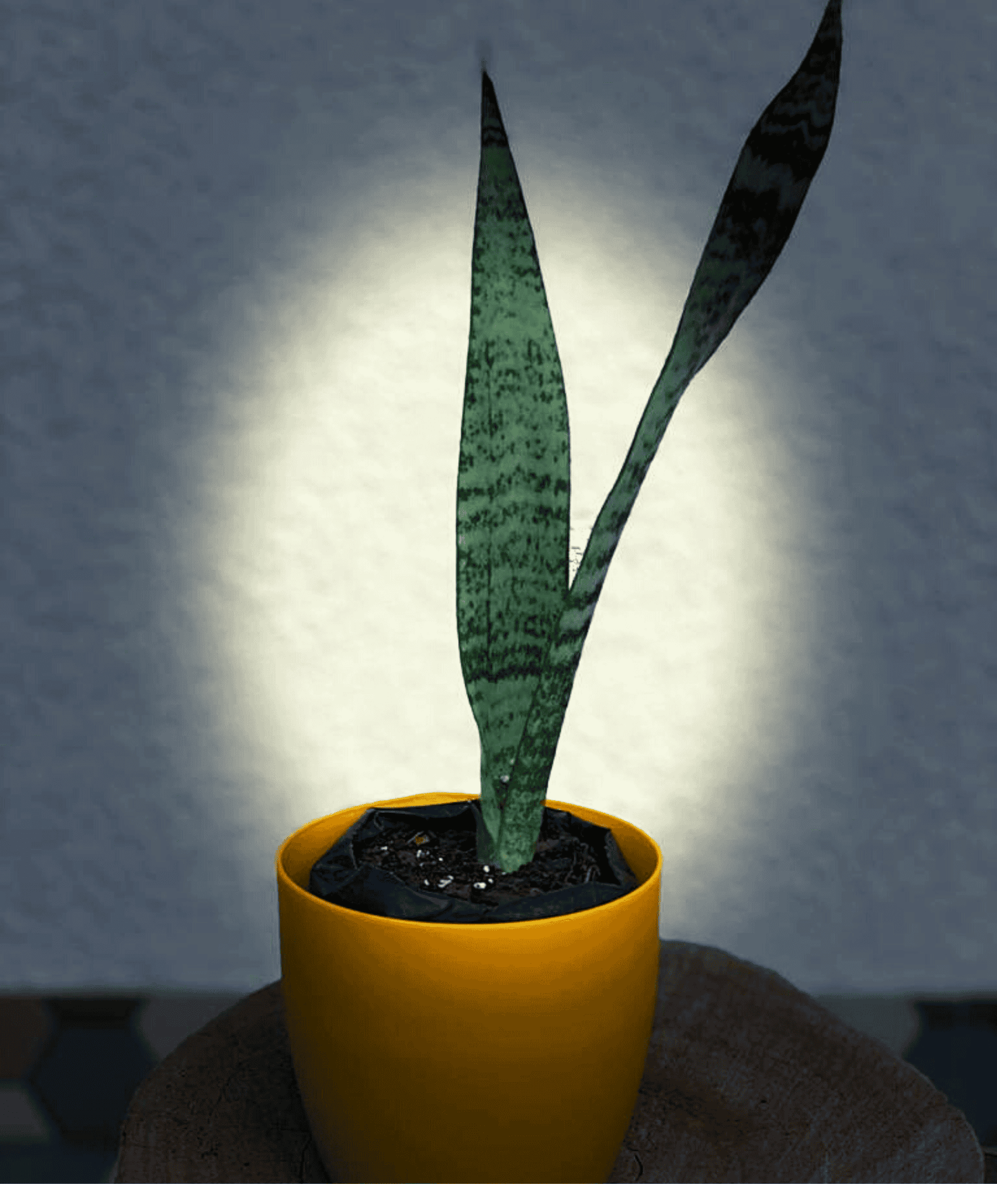 Sansevieria Zeylanica/ Snake Plant (Oxygen Plant) indoor/outdoor