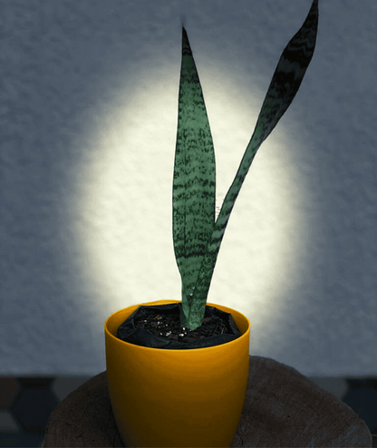 snake plant o2 production Sansevieria Zeylanica/ Snake Plant (Oxygen Plant) indoor/outdoor – Leafy Island