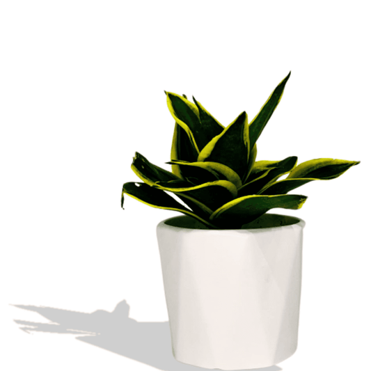 Sansevieria Golden Hahnii Snake Plant