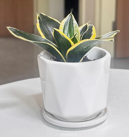 🌿✨ Sansevieria Golden Hahnii Snake Plant ✨🌿