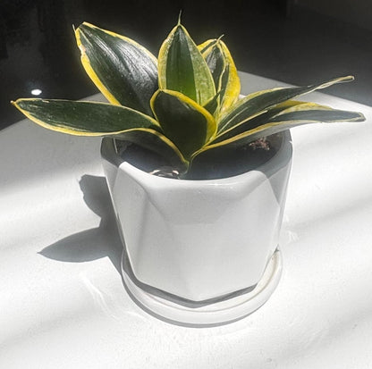 🌿✨ Sansevieria Golden Hahnii Snake Plant ✨🌿