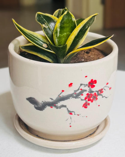 🌿✨ Sansevieria Golden Hahnii Snake Plant ✨🌿