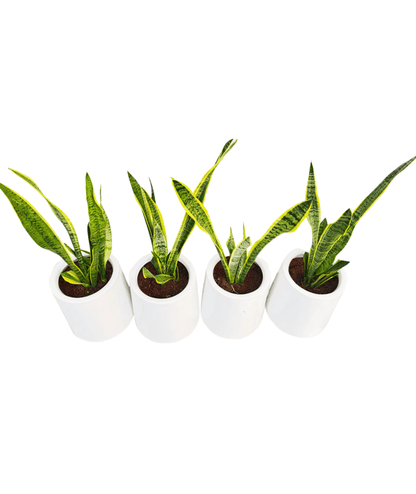 sansevieria fiber Sansevieria Laurentii Plant (Extra Large) in Premium Fiber Pot – Leafy Island