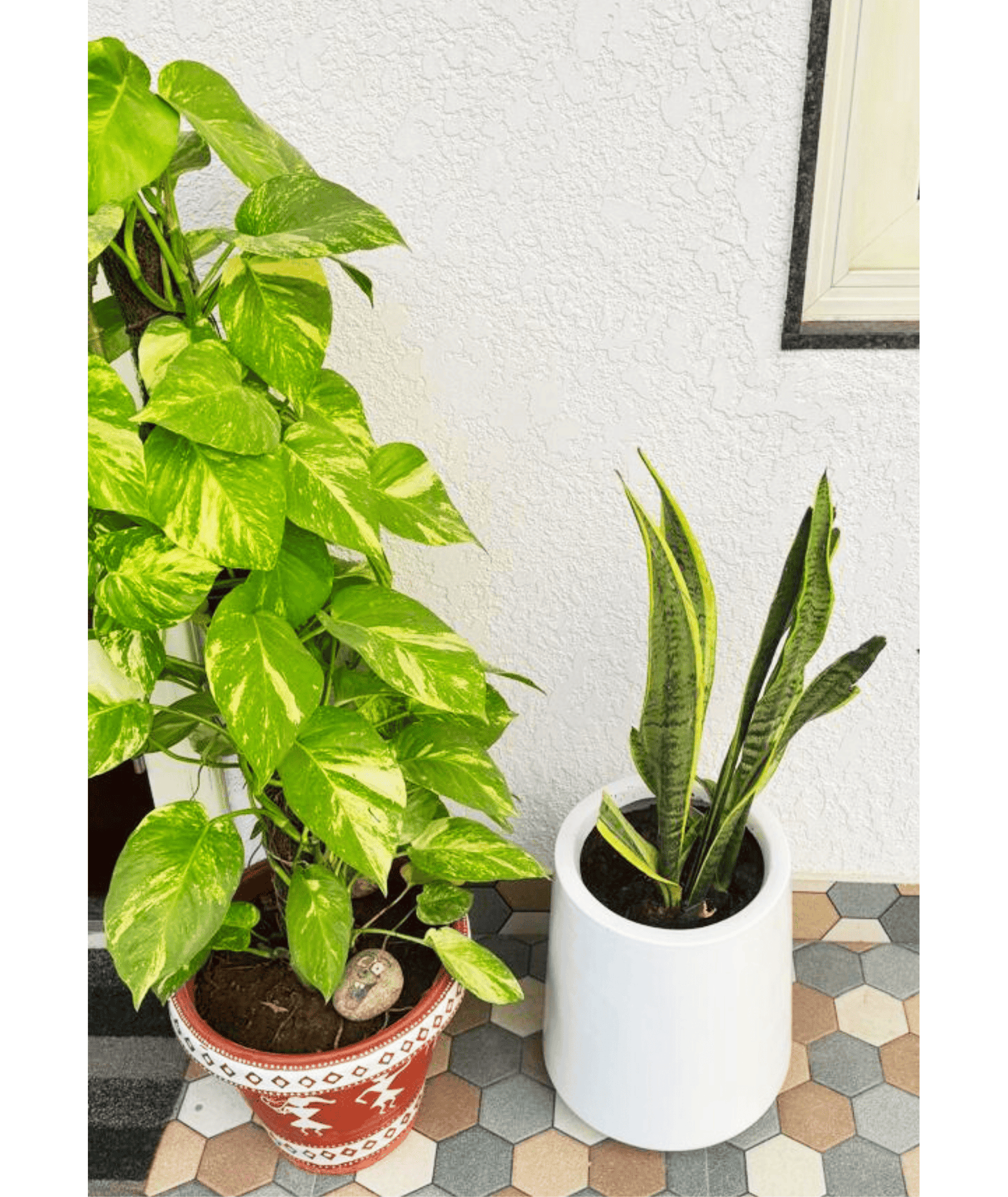 Sansevieria Laurentii Plant (Extra Large) in Premium Fiber Pot