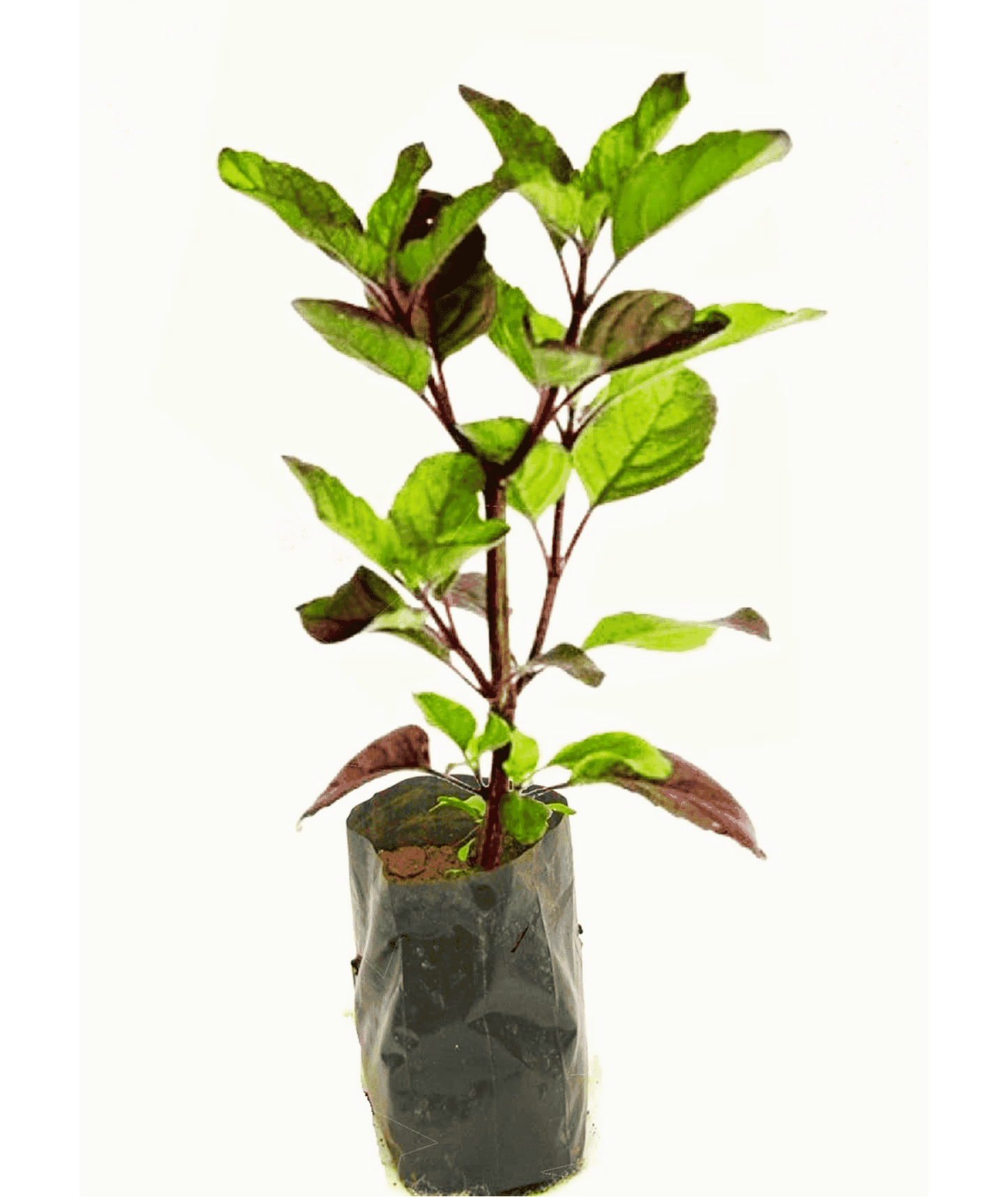 Shyama Tulsi - Medicinal & Auspicious Plant