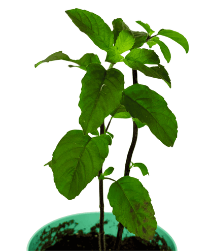 Shyama Tulsi - Medicinal & Auspicious Plant