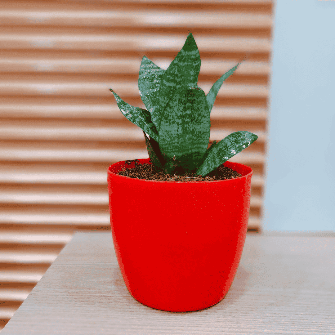 Snake Plant Green Yellow in Decor Pot