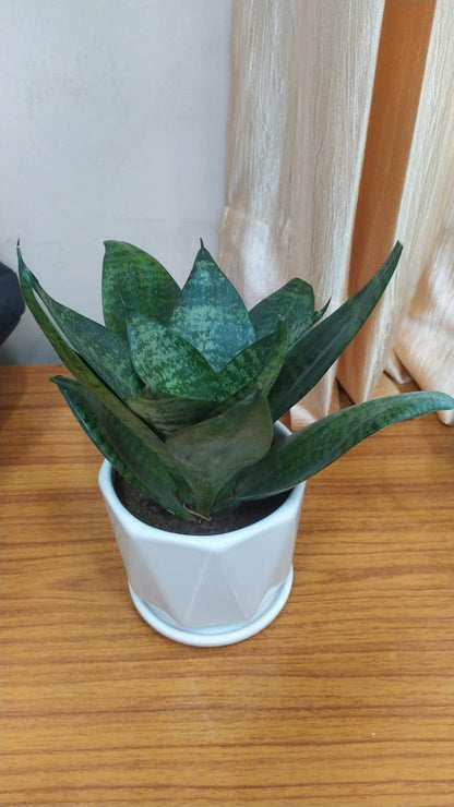 Snake Green Yellow Plant